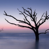 5th Place – John Pingree - “Edisto Island_0009” – www.flickr.com/photos/jpingree