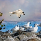 9th Place – Maureen Ravnik - “Restless” – www.maureenravnik.crevado.com