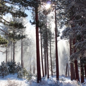 3rd Place - Overall Category - Alyx Morgan - "Heavenly Light"