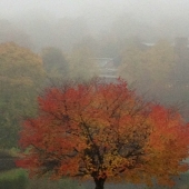 Burley (1) Img #2  Autumn Mists