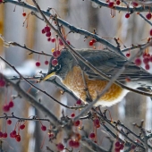 Callaghan (1) Img #2 Sign of Spring