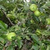 Colerick (2) Img #2  Beautiful Fall Apples