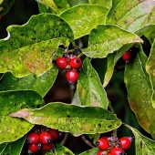 Cook (1) Img #2 Dogwood Berries