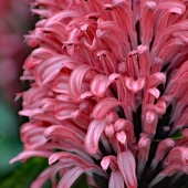 Crane (1) Img #3  Summer Brush