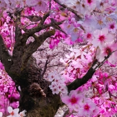 Espinoza (1) Img #1 Spring Blossoms