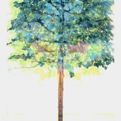 Grool (2) Img #2 Tree 4 seasons