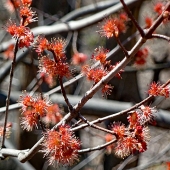 Haskell (1) Img #1 Before The Leaves