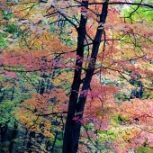 Haskell (1) Img #3 Multicolor Autumn Tree