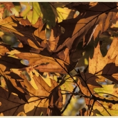 Leven (1) Img #2 November Leaves