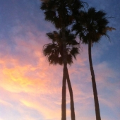 Lupo (1) Img #2  Three