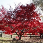 Shortt (1) Img #1 Autumn Red