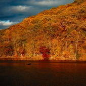 Wagner (1) Img #3 Golden Red