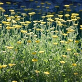 Widner (1) Img #3  Summer Waves