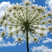HM - Photo - Widner (1) Img #5 Summer Sky