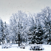 HM - Photo - Wiens (1) Img #1  Cold Alone Waiting