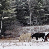 Abbruscato (1) Img #5 Three Horses