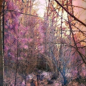 Bennett (1) Img #5  Break of Dawn