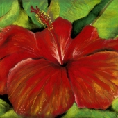 De_Colibus (1) Img #2 Red Hot in Paradise on a summer day