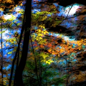 King (1) Img #1  Fall Reflections