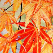 Placer (2) Img #1 No Place to Hide