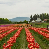 Schnepf (1) Img #1  Early Spring in the Tulip Fields