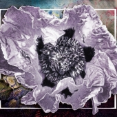 Wiens (1) Img #2  Poppy Love