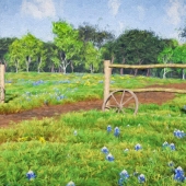 Wilson-J (1) Img #1  Field of Bluebonnets