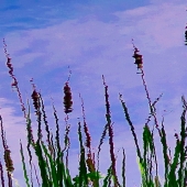 Ashworth (1) Img #1  Spring Has Sprung