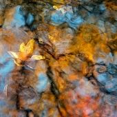 Austen (1) Img #1  Mosaic