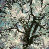 Brizendine (1) Img #2  Van Goghs Spring Tree