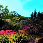 Heck (1) Img #2  Flowered Path