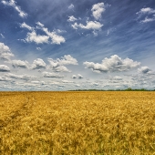 Kluempers (1) Img #1  Field of Wheat Missouri