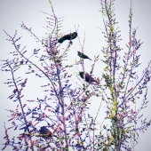 Montgomery (2)  Img #2  Greeting Spring