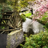 Rainey (1) Img #2  Watermill Spring