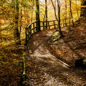 Rainey (1) Img #5  Autumnal Path