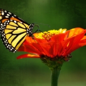 Ravnik (1) Img #2  Monarch on Summer Zinnia