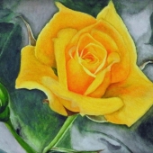 Roudgar (1) Img #4  My Garden Rose