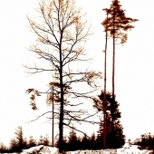 Rowe (1) Img #3  Winter Trees