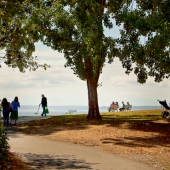 Schnepf (1) Img #3  Summer Afternoon at the Park