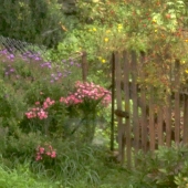 Wieser (2) Img #1  Splendid Summer Garden