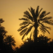 Ashworth (1) Img #3  Summer Nights