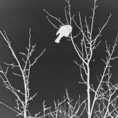 Boze (1) Img #5 Winter Snow