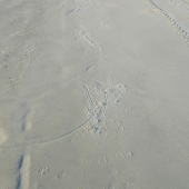 Callaghan (1) Img #5  Sea Turtle Season