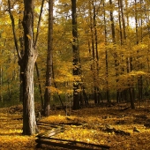 Case-R (1) Img #1  Deep in the Old Woods