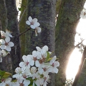 Chaykin (1) Img #1  Springs Morning Light