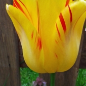 Colerick (1) Img #1 Tulip