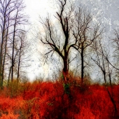 Hegland (1) Img #1  Autumn Scrub Tree