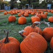 Kelley (1) Img #1  Garden of Pumpkins