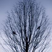 Montgomery (2) Img #5  Winter Twilight