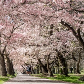 Rainey (1) Img #3  Hagley Park Spring